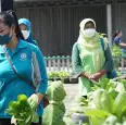 PKK Kalurahan Srimulyo Ikuti lomba Kampung Aku Hatinya PKK se-Kabupaten Bantul.