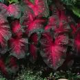Keladi Ikut “Mewabah” di Masa Pandemi Covid-19