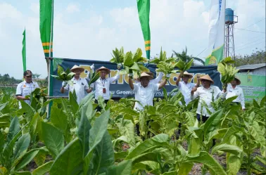 Wakil Bupati Bantul Ikuti Panen Raya Tembakau Grompol di Padukuhan Jolosutro