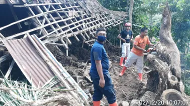 Hujan Sebabkan Pohon Tumbang dan Tanah Longsor