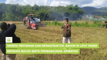 Sinergi Pertanian dan Infrastruktur, Bakom RI Liput Panen Bersama Bulog serta Pembangunan Jembatan