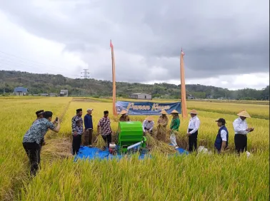 Panen Raya Padi Nutrizinc di Padukuhan Jombor Srimulyo 