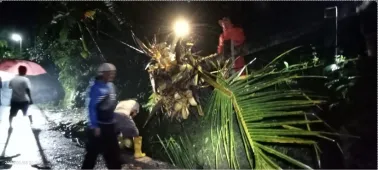 Pohon Kelapa Tumbang di Jolosutro