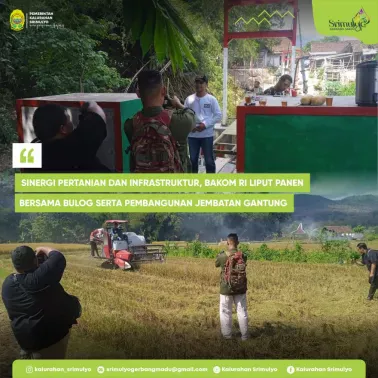 Sinergi Pertanian dan Infrastruktur, Bakom RI Liput Panen Bersama Bulog serta Pembangunan Jembatan