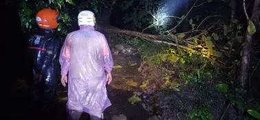 Pohon Tumbang Tutup Akses Jalan Jasem–Kaligatuk